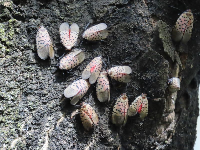 A Spotted Lanternfly Sighting Is A Warning Sign