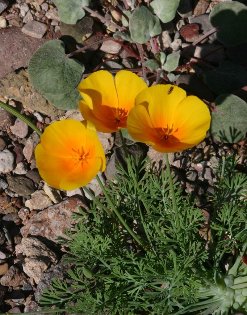 A Strong Spring Choice for a Low-Desert Arizona Bed