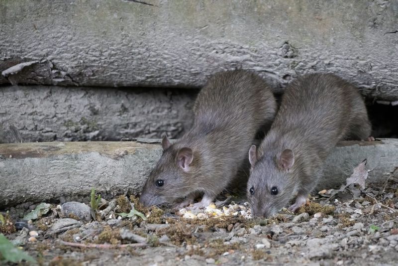 A Sudden Rodent Problem A Sudden Rodent Problem