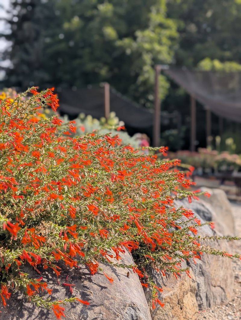 A Sunny Spot With Fast-Draining Soil