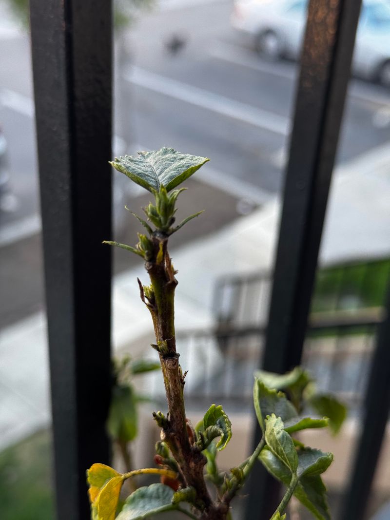 A Sunny Window Provides The Strongest Indoor Growing Conditions A Sunny Window Provides The Strongest Indoor Growing Conditions