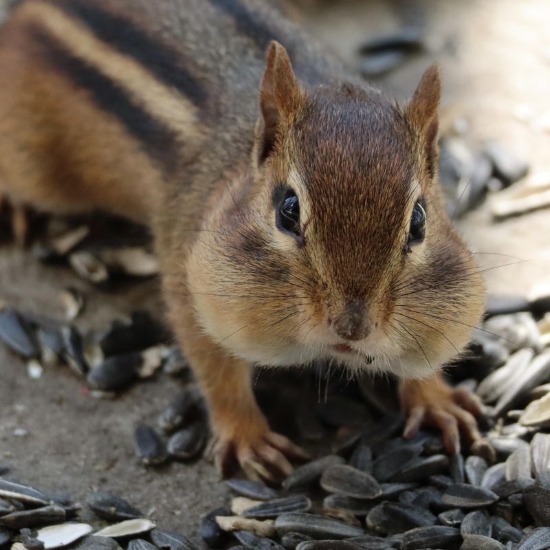 A Surge In Mice Or Chipmunks