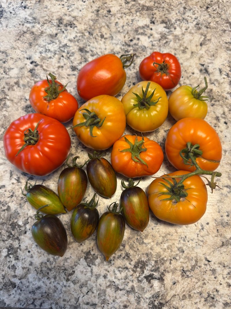 A Surprise Harvest Before Frost