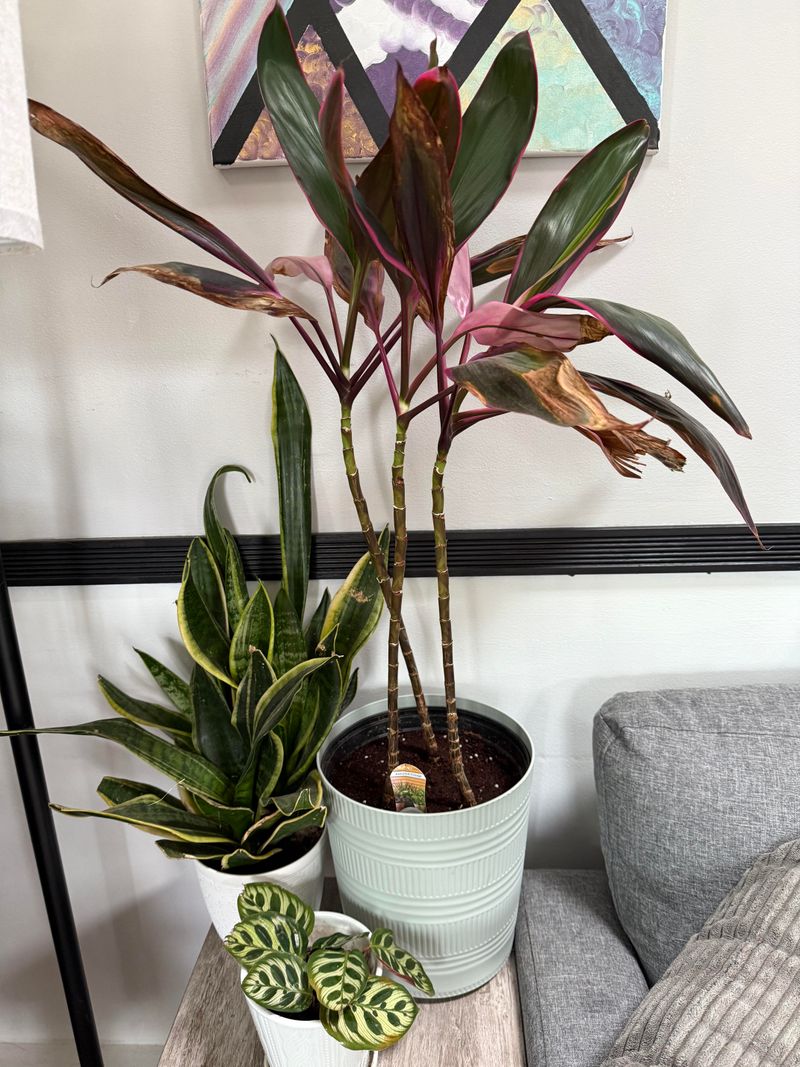 A Temperature Drop That Damages Tropical Leaves Fast A Temperature Drop That Damages Tropical Leaves Fast