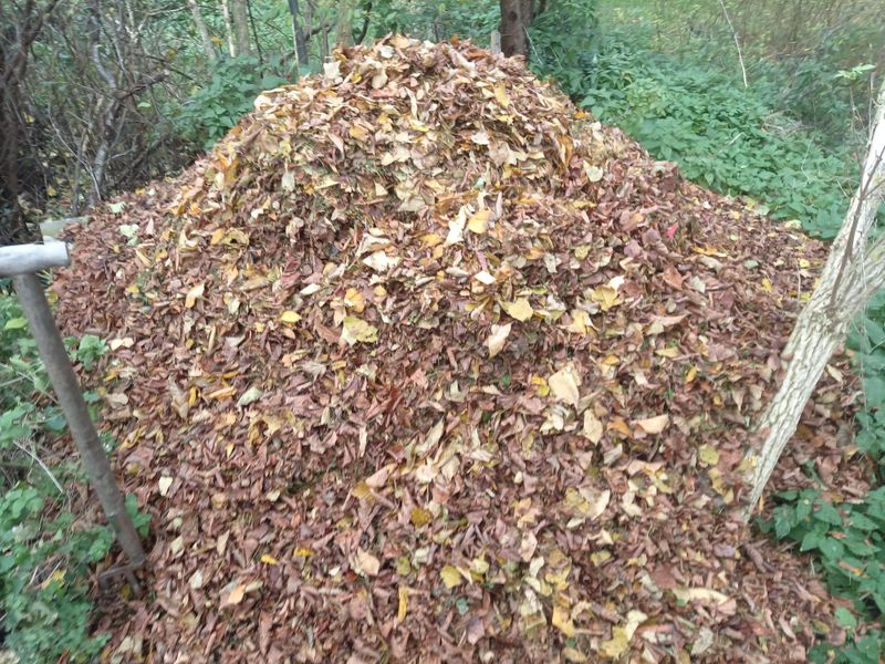 A Thick Blanket Of Shredded Leaves Is The Missing Piece A Thick Blanket Of Shredded Leaves Is The Missing Piece