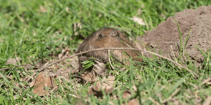 A Thick Lawn Can Put Food Right Above The Burrow A Thick Lawn Can Put Food Right Above The Burrow