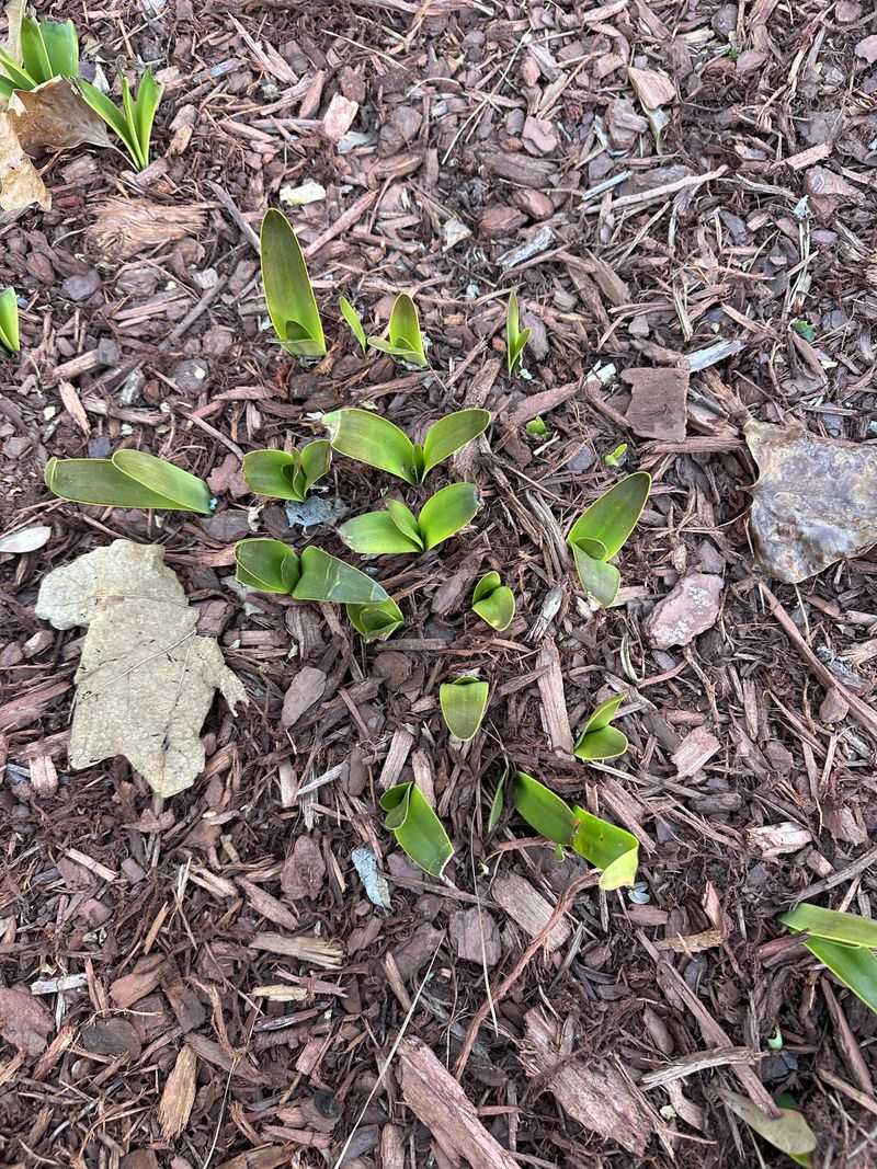 A Thick Mulch Pile Can Hold Excessive Moisture Around Plant Crowns A Thick Mulch Pile Can Hold Excessive Moisture Around Plant Crowns