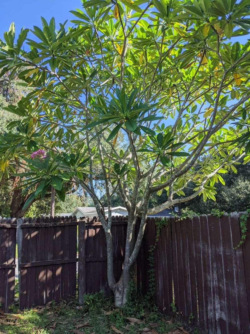 A Thick, Overgrown Canopy Traps Humidity