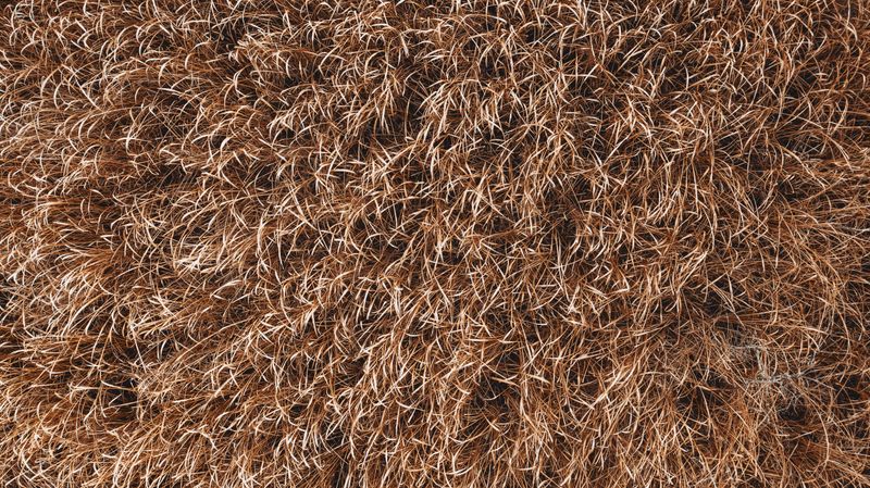 A Thick Thatch Layer Is Blocking Water And Nutrients