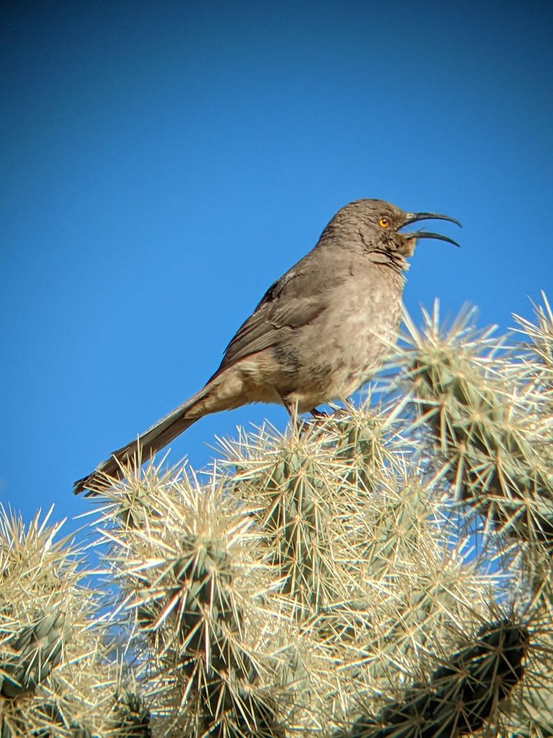 A Thrasher Is Not a Scorpion Forecast