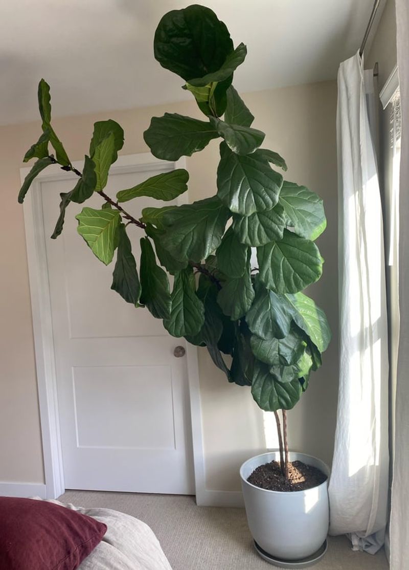A Tight Pot Slows Growth A Tight Pot Slows Growth