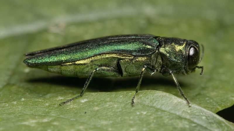 A Tiny Metallic Beetle Changed The Story