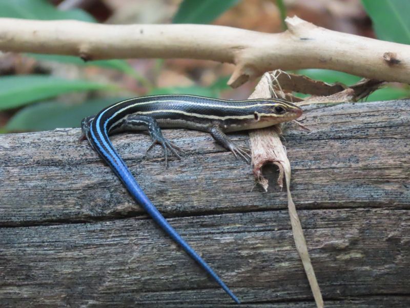 A Tiny Pest Patrol That Works For Free