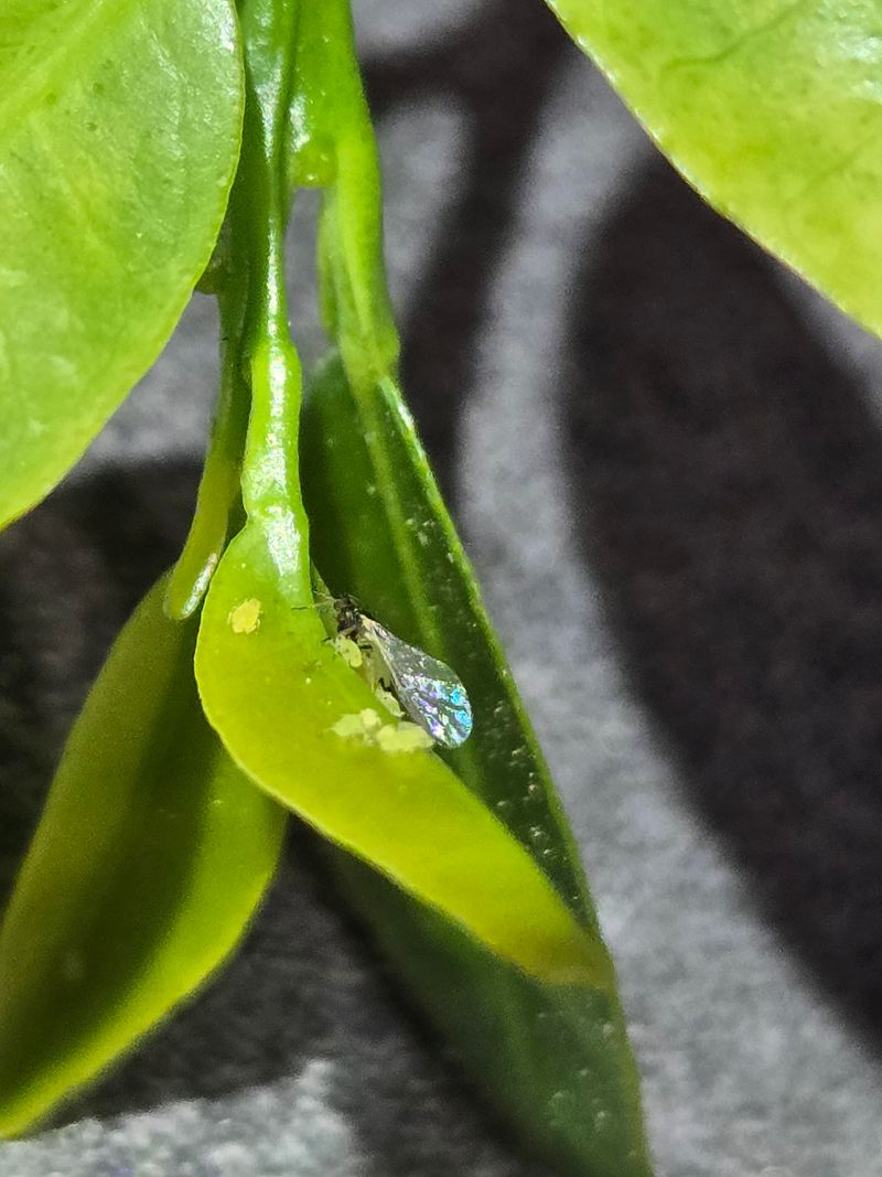 A Tiny Psyllid Spreads The Infection A Tiny Psyllid Spreads The Infection