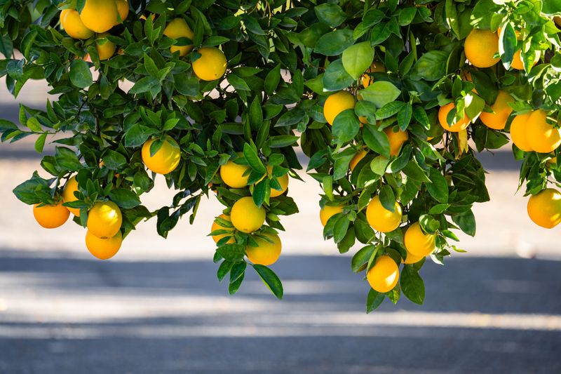 A Tree Holding More Fruit Than It Can Finish A Tree Holding More Fruit Than It Can Finish