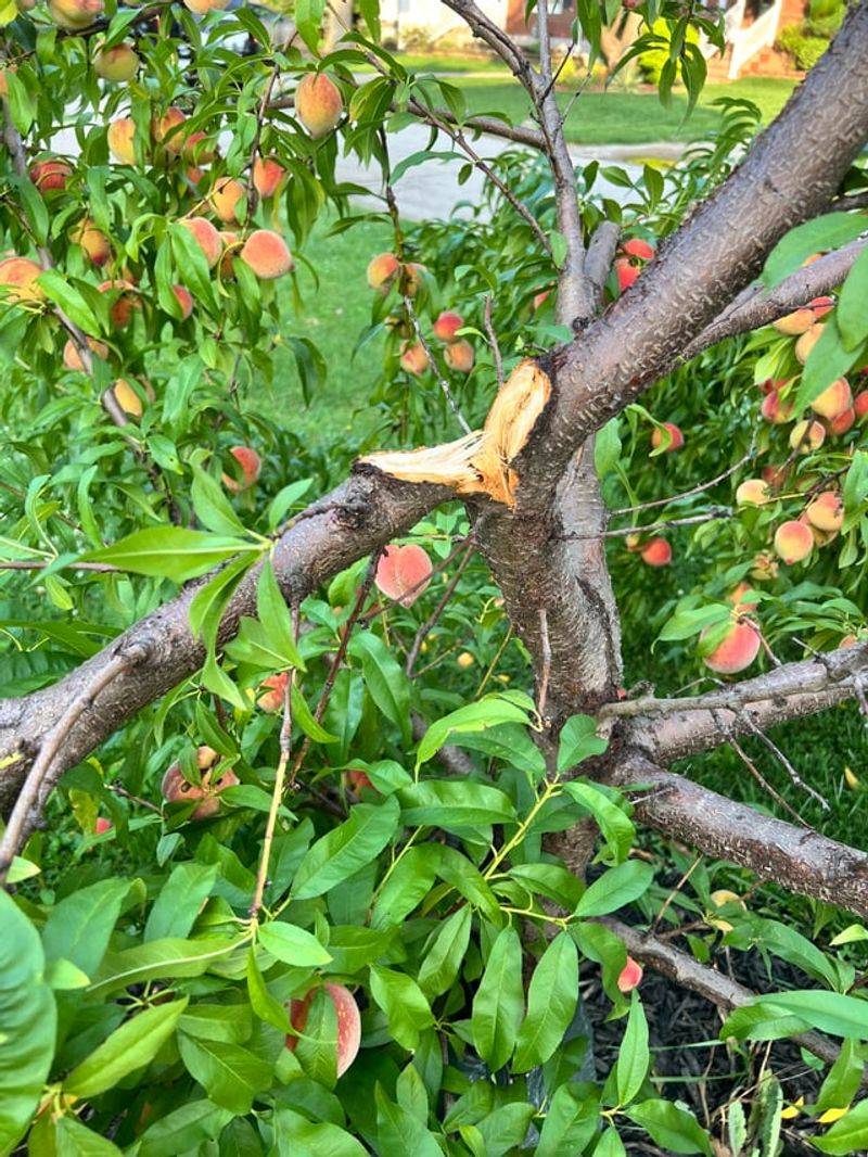 A Tree Professional Can Help You Avoid Causing Damage A Tree Professional Can Help You Avoid Causing Damage
