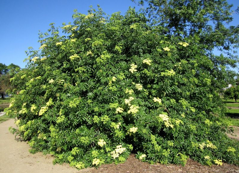 A True Arizona Native Plant For Your Yard