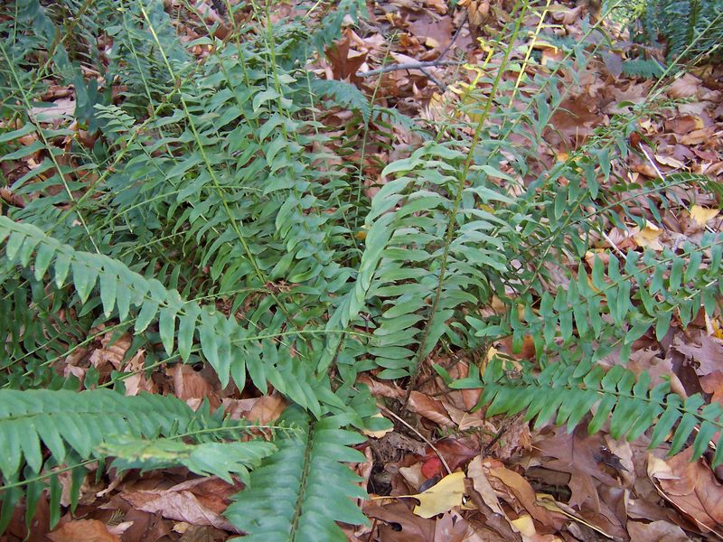 A True Ohio Native With Deep Woodland Roots A True Ohio Native With Deep Woodland Roots