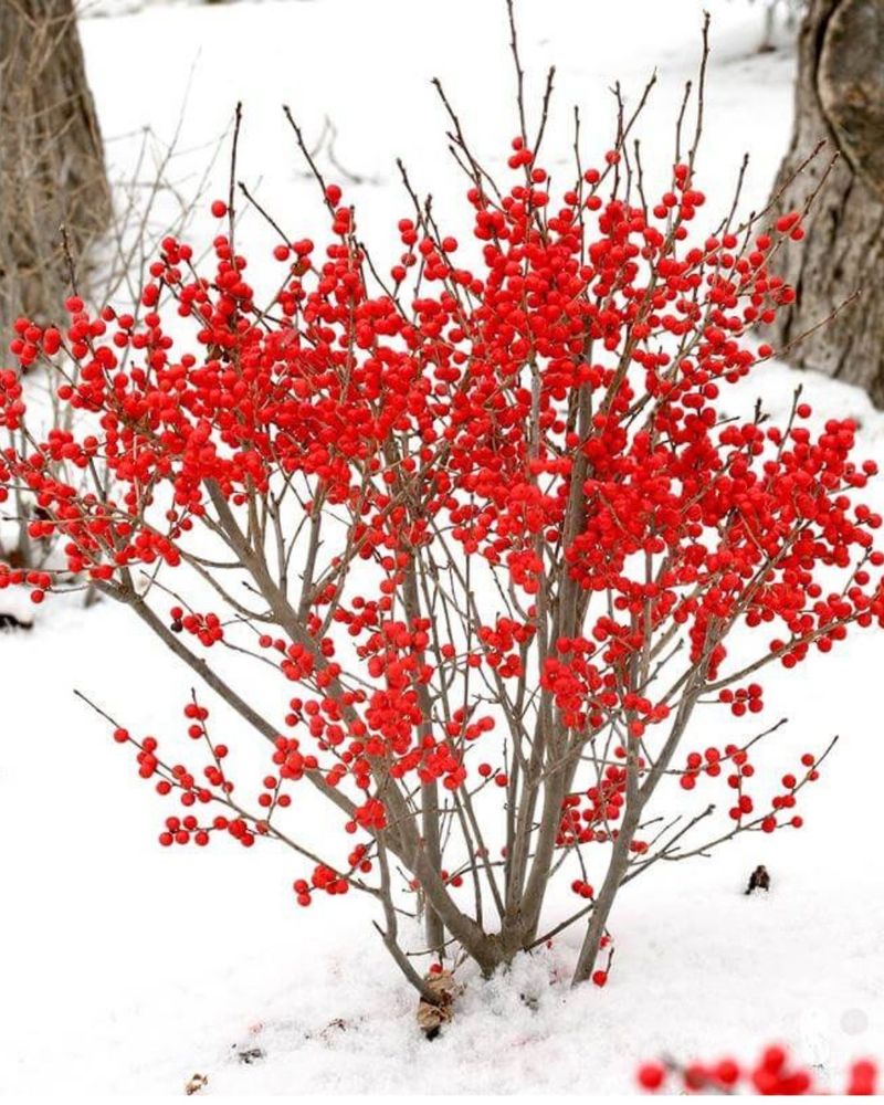 A True Pennsylvania Native Plant A True Pennsylvania Native Plant