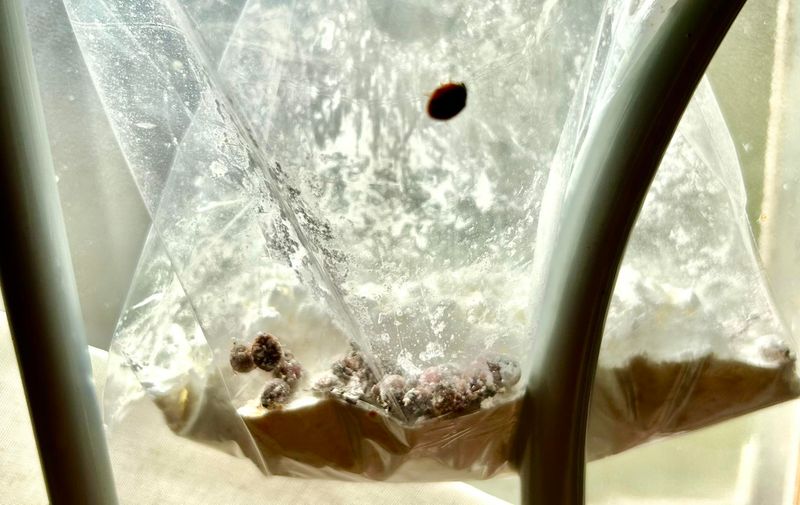 A Vacuum Trick For Indoor Beetle Removal A Vacuum Trick For Indoor Beetle Removal