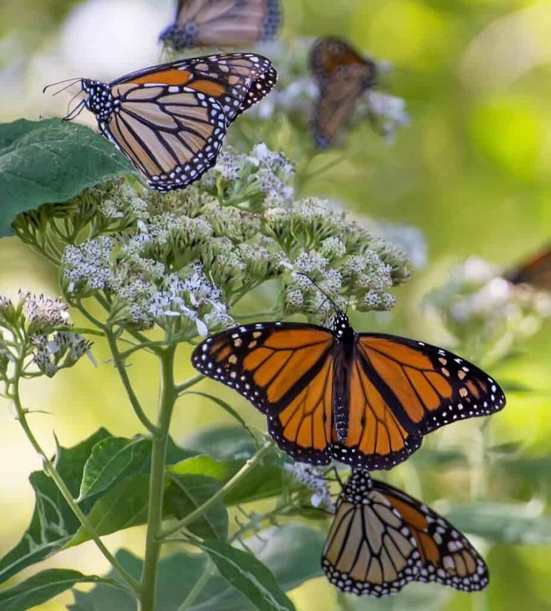 A Vital Nectar Source For Migrating Monarchs A Vital Nectar Source For Migrating Monarchs