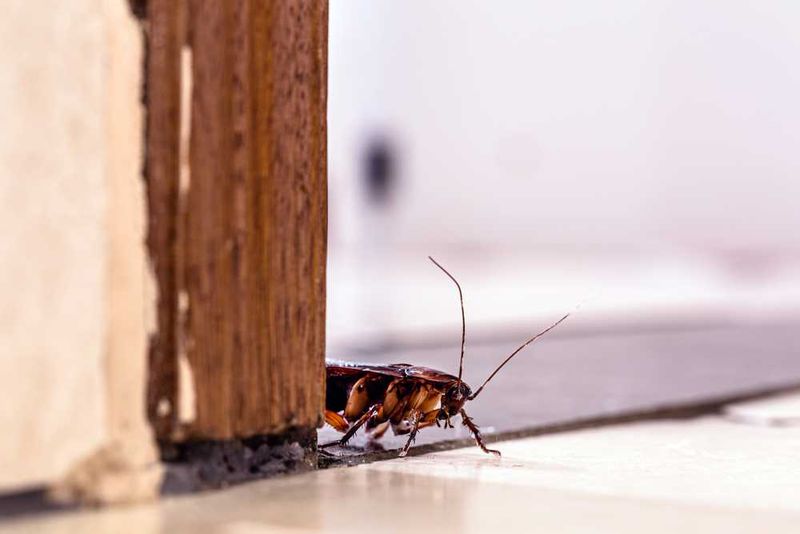 A Wall Sighting Does Not Promise Cockroach Control