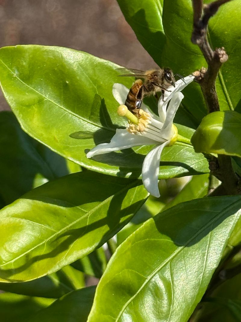A Warm, Early Spring Kicked Bloom Time Forward