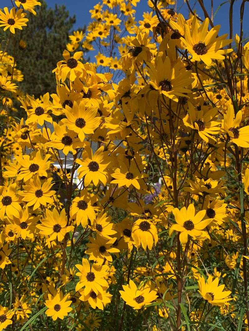 A Wave Of Gold When Most Gardens Fade
