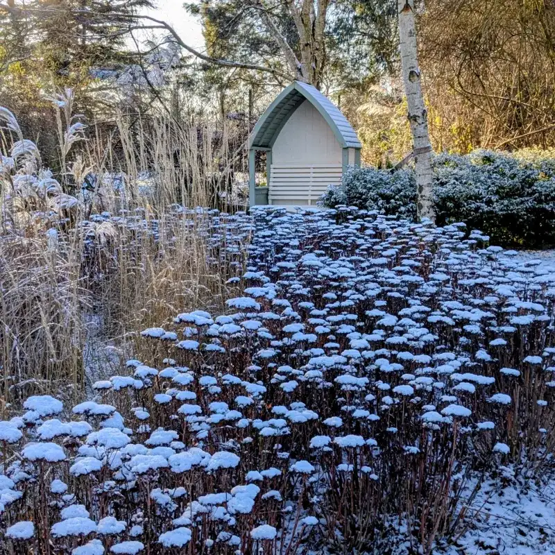 A Well-Managed Sedum Through Fall And Winter A Well-Managed Sedum Through Fall And Winter
