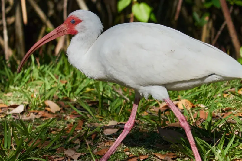 A White Ibis Usually Means Your Lawn Has Something Worth Finding A White Ibis Usually Means Your Lawn Has Something Worth Finding