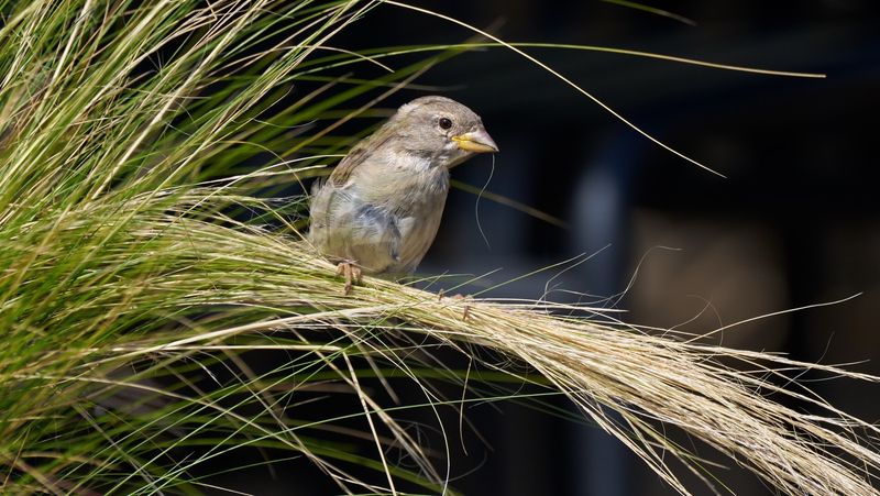 A Winter Buffet For Hungry Birds A Winter Buffet For Hungry Birds
