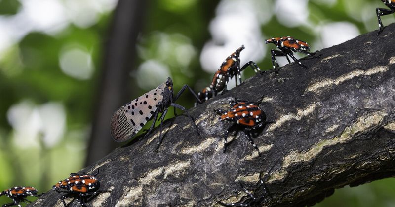 A Year In The Life Of A Spotted Lanternfly A Year In The Life Of A Spotted Lanternfly