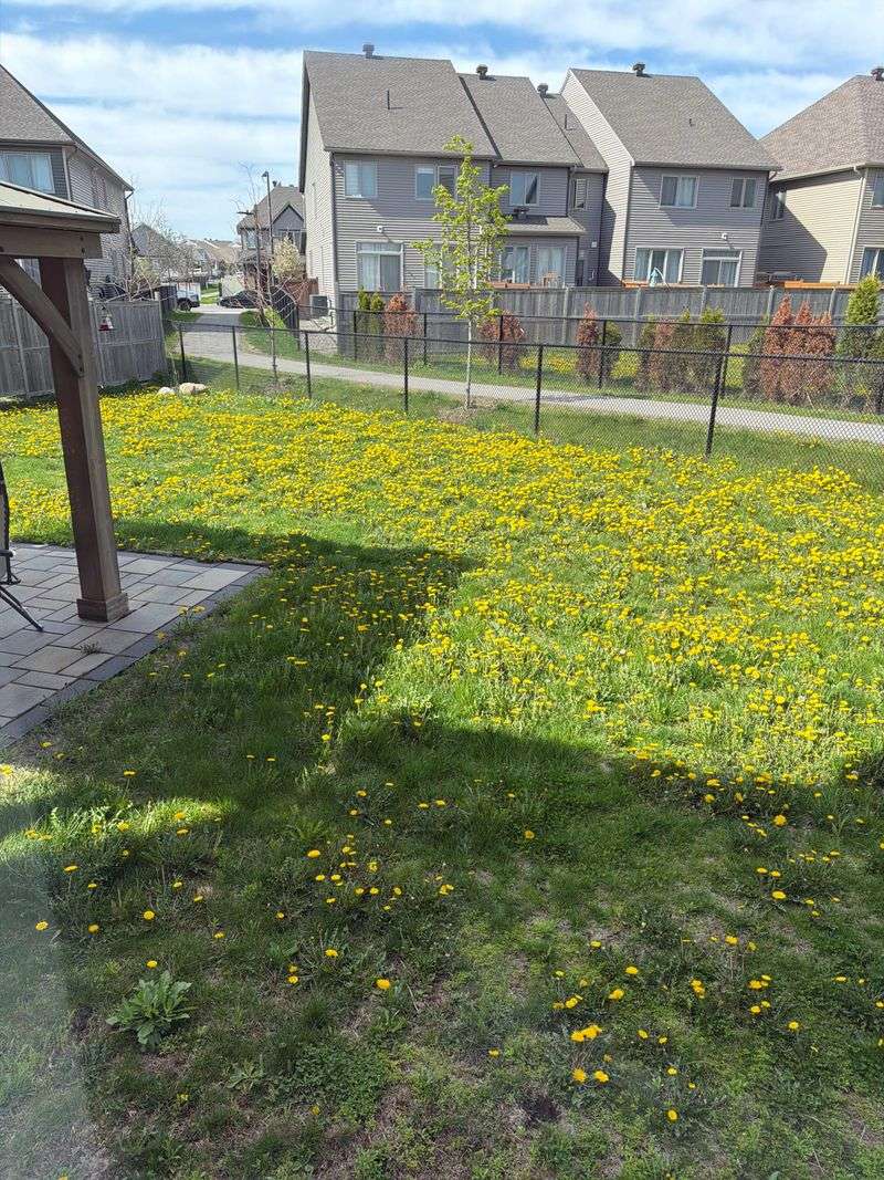 A Yellow-Dotted Lawn Loses Its Curb Appeal A Yellow-Dotted Lawn Loses Its Curb Appeal