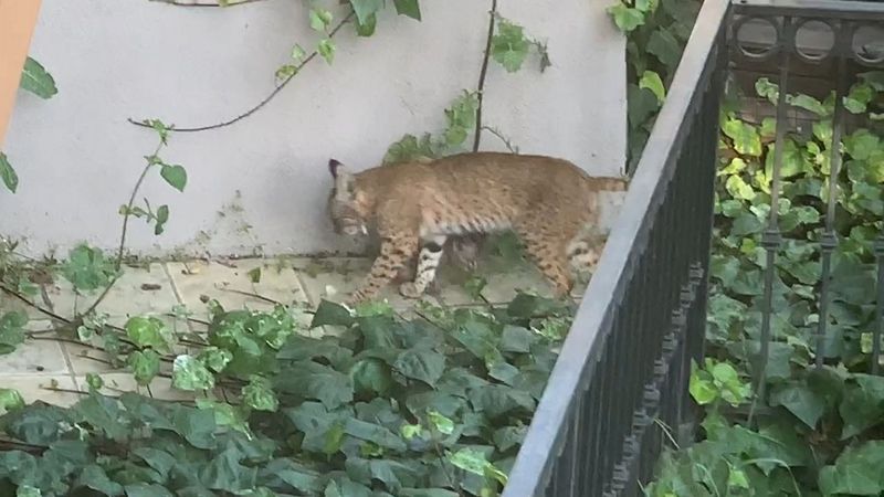 A Young Bobcat May Be Searching For Territory A Young Bobcat May Be Searching For Territory