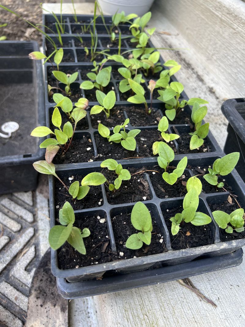 A Young Plant Is Building Roots Before Blooms