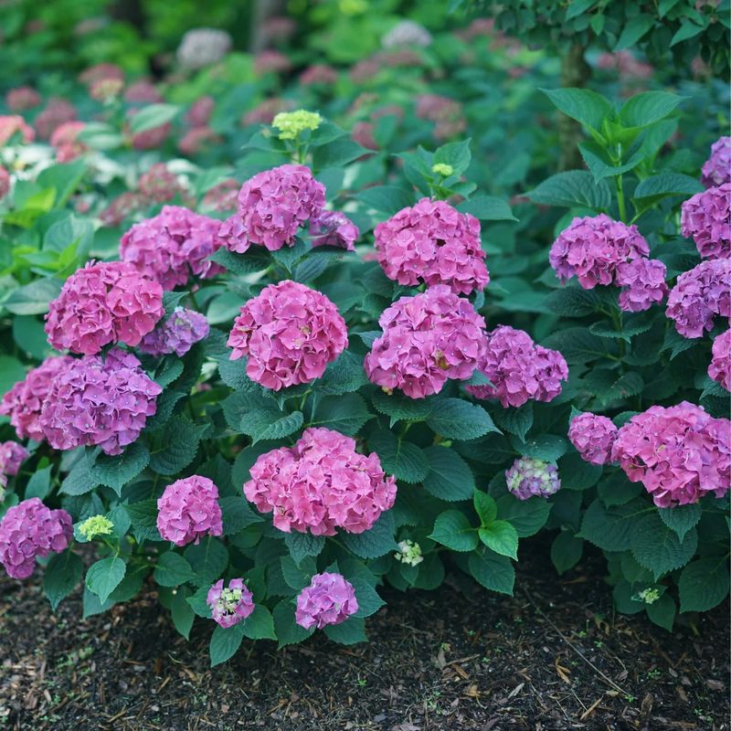 A beautiful shrub is not the same as a habitat plan