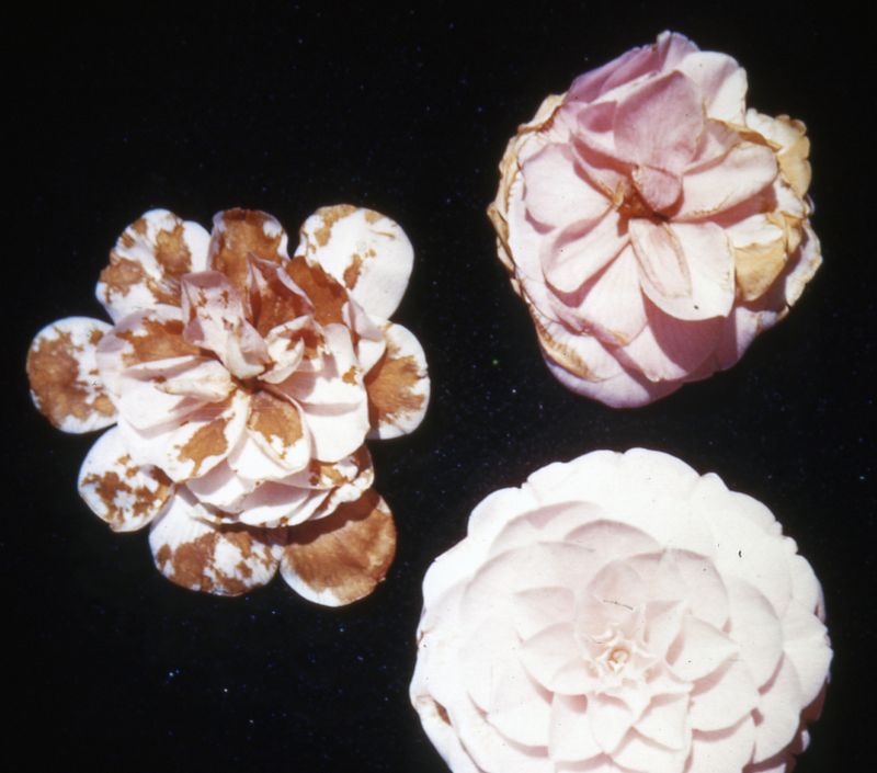 A calmer Oregon camellia reset starts with observation A calmer Oregon camellia reset starts with observation