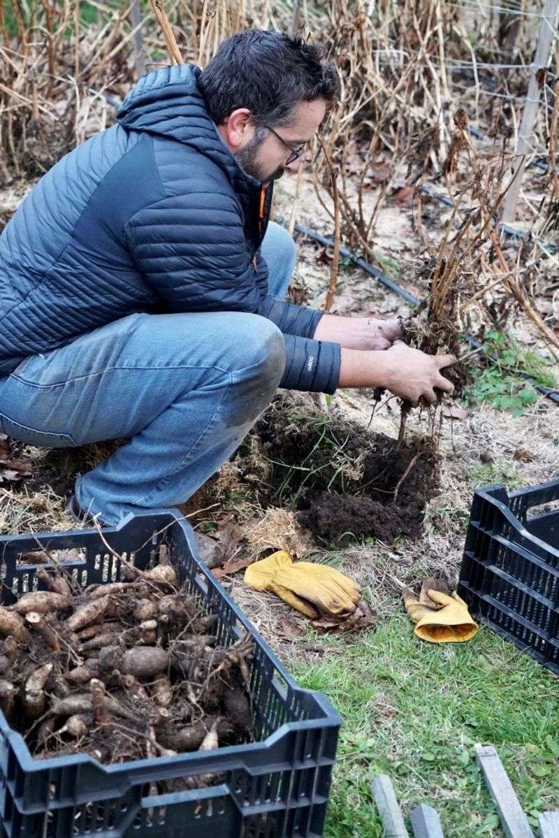 A careful Wisconsin dig limits wounds and storage problems A careful Wisconsin dig limits wounds and storage problems