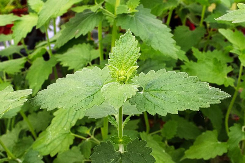 A catnip plant is not a mosquito shield