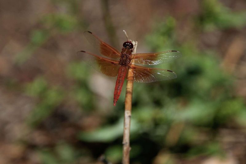 A dragonfly sighting is not a yard-quality score