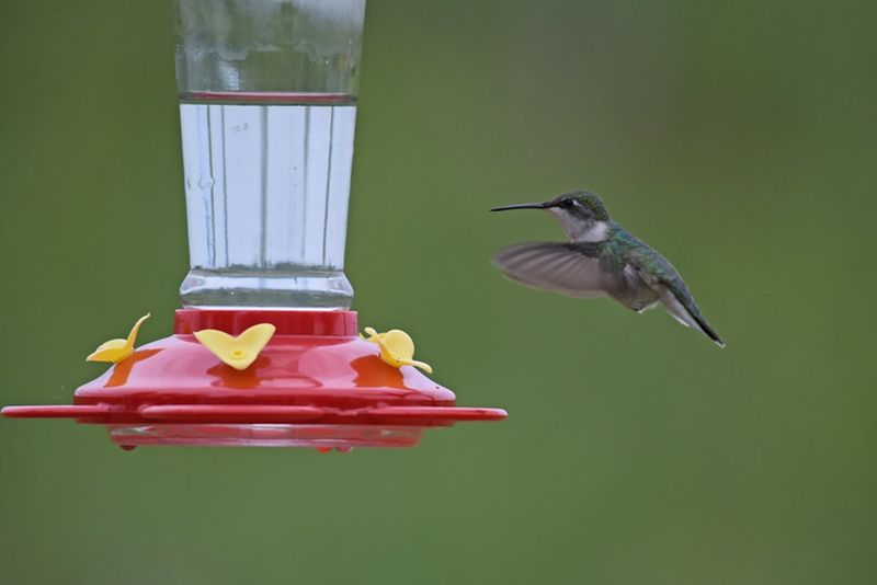 A feeder can offer supplemental fuel without delaying migration A feeder can offer supplemental fuel without delaying migration