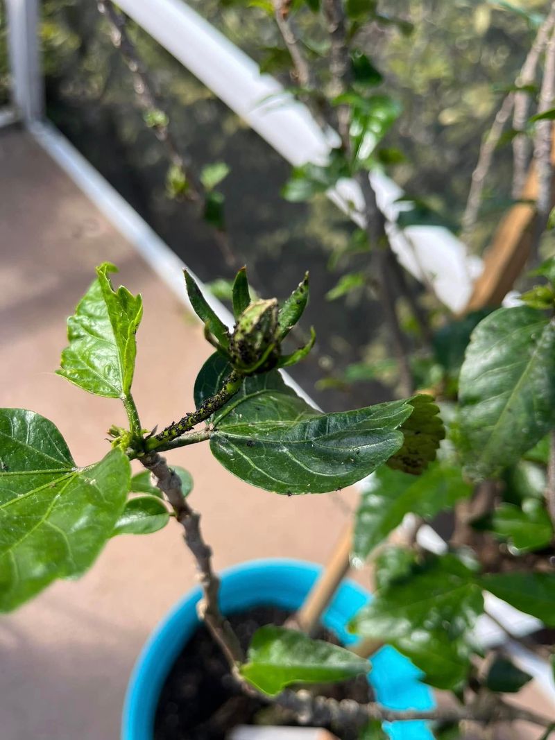 A finished bloom is different from a dropped bud A finished bloom is different from a dropped bud