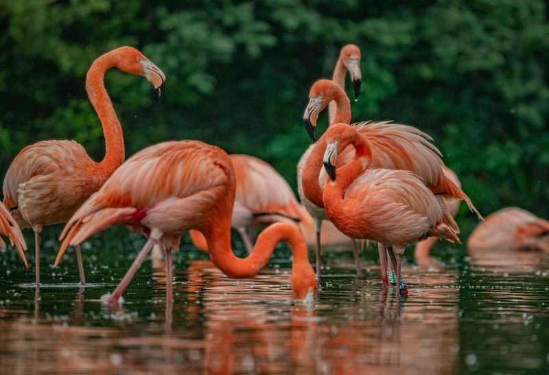 A flamingo can reveal usable habitat without certifying clean water