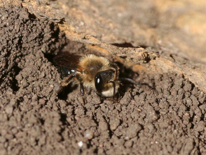 A habitat garden still needs watching