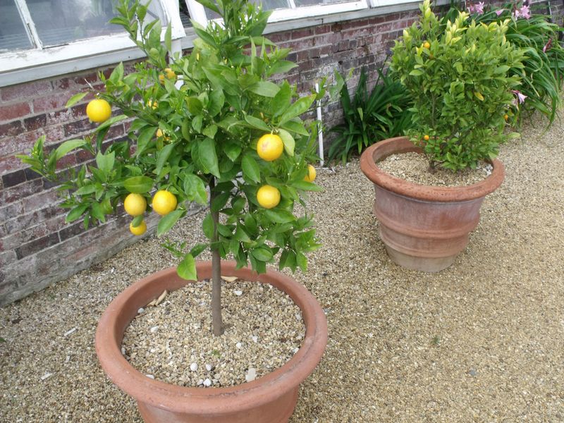 A healthy root zone supports fruit but cannot guarantee it A healthy root zone supports fruit but cannot guarantee it