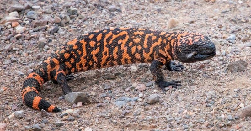 A large lizard may still belong in Arizona