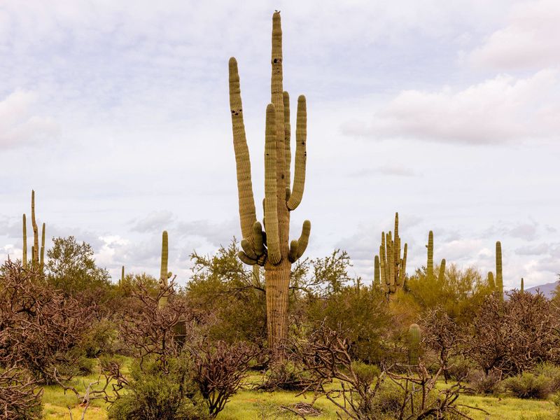 A low-desert yard needs more than one attractive plant A low-desert yard needs more than one attractive plant