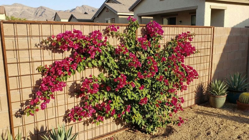 A low-water vine for the right low-desert site