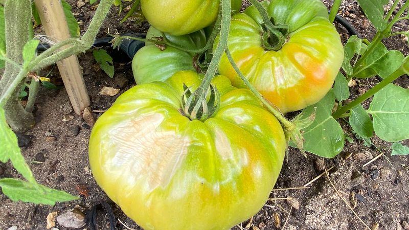 A missing canopy exposes fruit to Arizona’s worst conditions