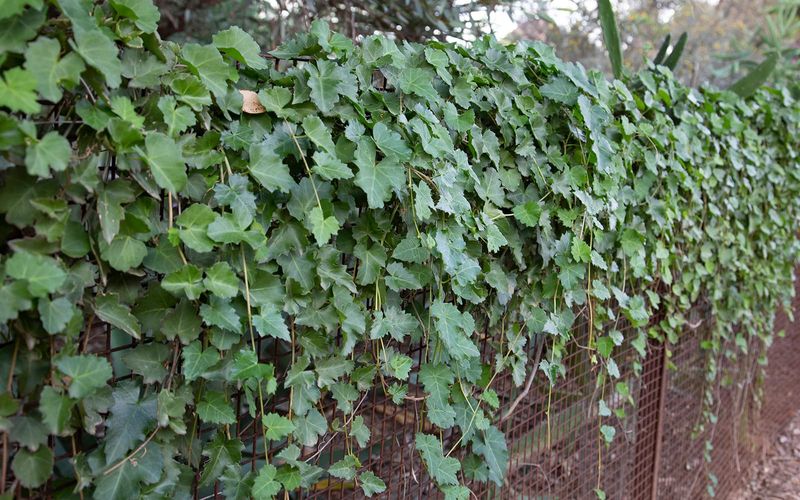 A modest fence offers the most realistic payoff A modest fence offers the most realistic payoff
